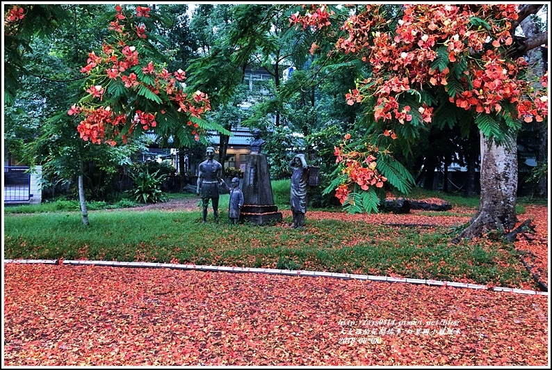 紅葉國小鳳風木-2018-06-01.jpg 紅葉國小鳳風木-2018-06-01.jpg