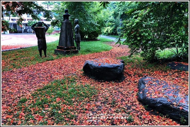 紅葉國小鳳風木-2018-06-02.jpg 紅葉國小鳳風木-2018-06-02.jpg