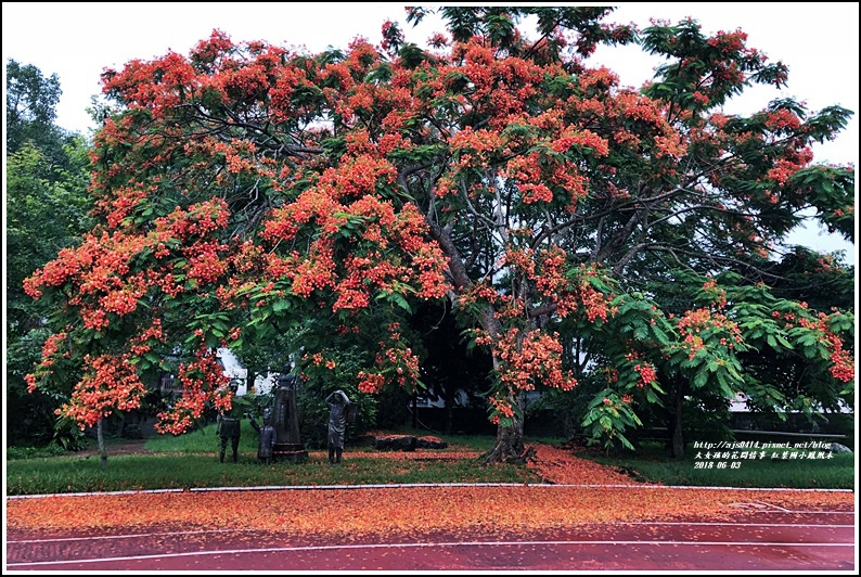 紅葉國小鳳風木-2018-06-03.jpg 紅葉國小鳳風木-2018-06-03.jpg