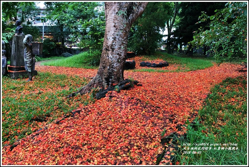 紅葉國小鳳風木-2018-06-04.jpg