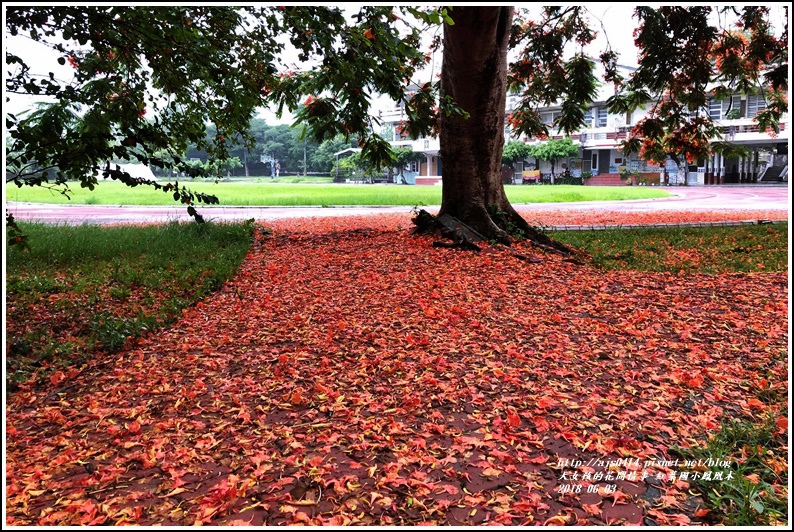 紅葉國小鳳風木-2018-06-05.jpg 紅葉國小鳳風木-2018-06-05.jpg