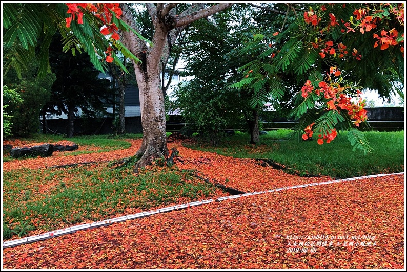 紅葉國小鳳風木-2018-06-06.jpg 紅葉國小鳳風木-2018-06-06.jpg
