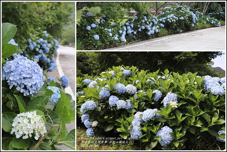 赤柯山繡球花-2018-06-03.jpg