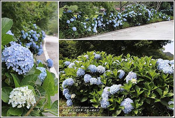 赤柯山繡球花-2018-06-03.jpg