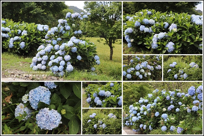 18年赤柯山繡球花 6月金針花未開 紫陽花先迎人 自然 奔放 大氣 免費拍 輕旅行