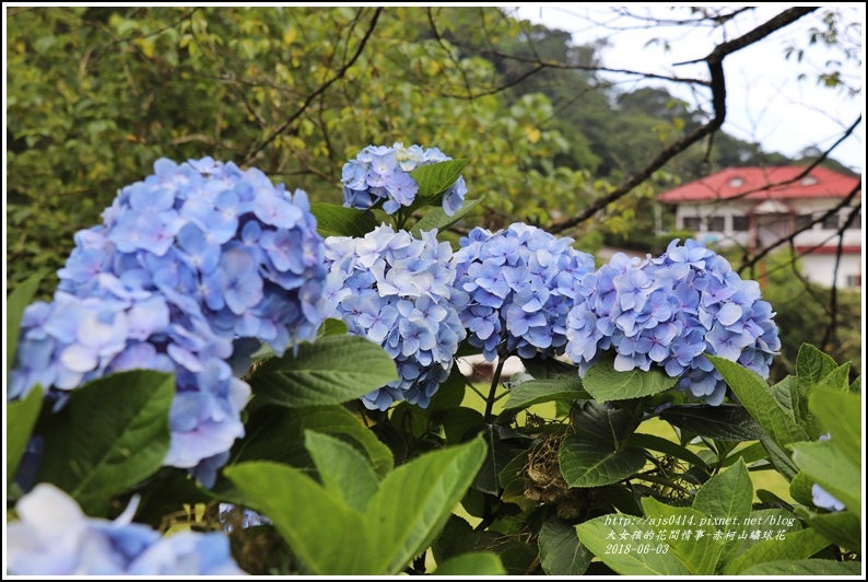 赤柯山繡球花-2018-06-06.jpg