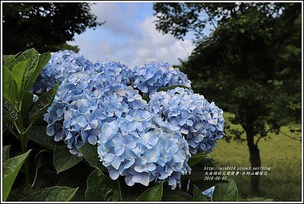 赤柯山繡球花-2018-06-07.jpg