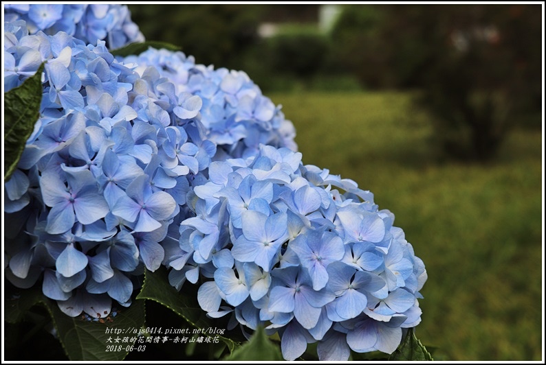 赤柯山繡球花-2018-06-08.jpg