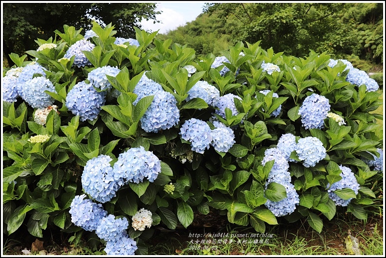 赤柯山繡球花-2018-06-09.jpg