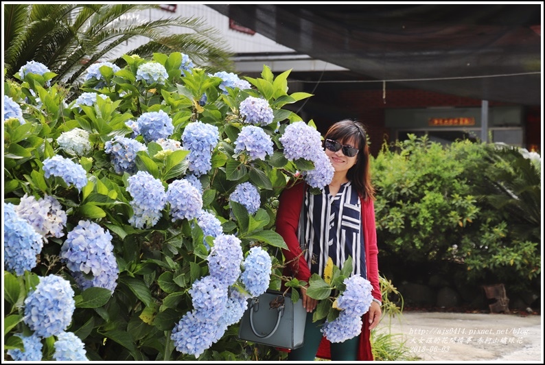 赤柯山繡球花-2018-06-10.jpg