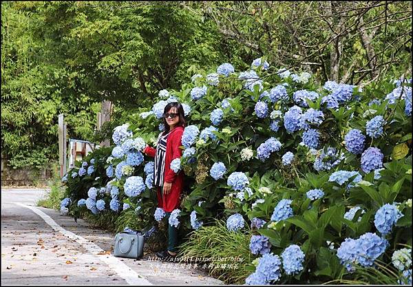 赤柯山繡球花-2018-06-14.jpg