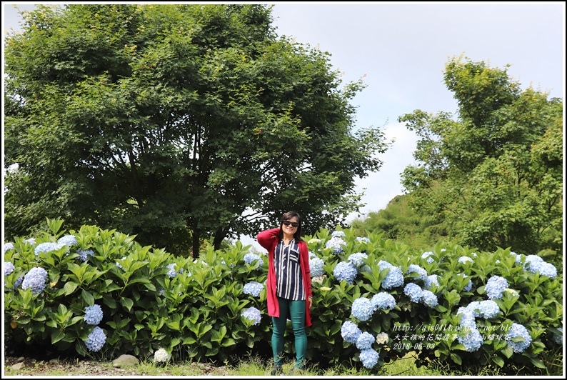 赤柯山繡球花-2018-06-16.jpg