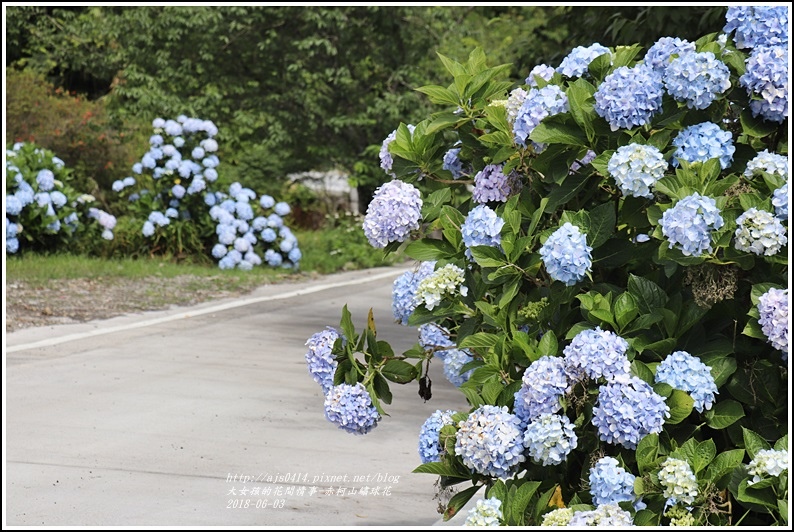 赤柯山繡球花-2018-06-23.jpg