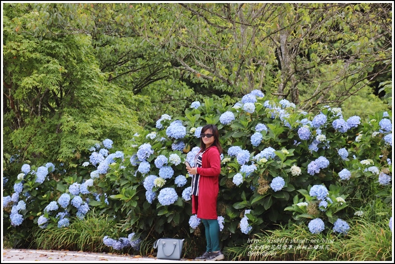 赤柯山繡球花-2018-06-26.jpg