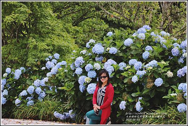 赤柯山繡球花-2018-06-28.jpg