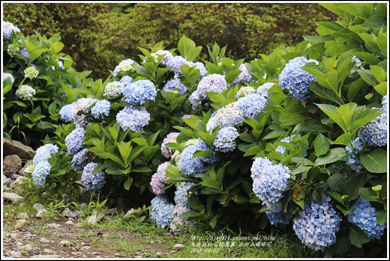 赤柯山繡球花-2018-06-30.jpg