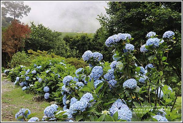 赤柯山繡球花-2018-06-31.jpg