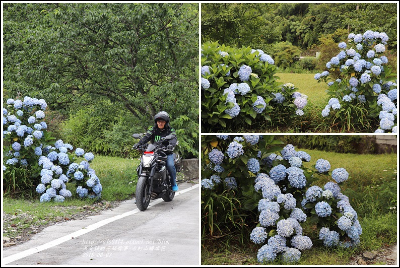 赤柯山繡球花-2018-06-33.jpg