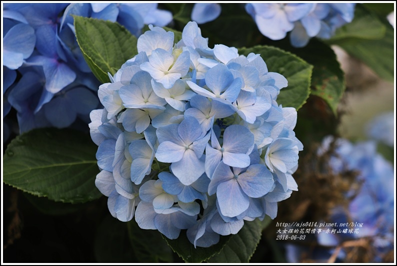 赤柯山繡球花-2018-06-35.jpg