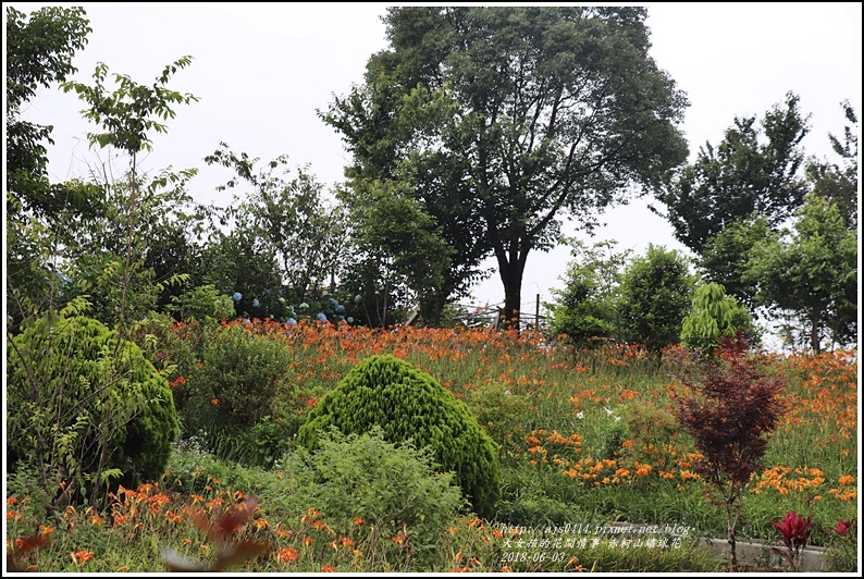 赤柯山繡球花-2018-06-40.jpg