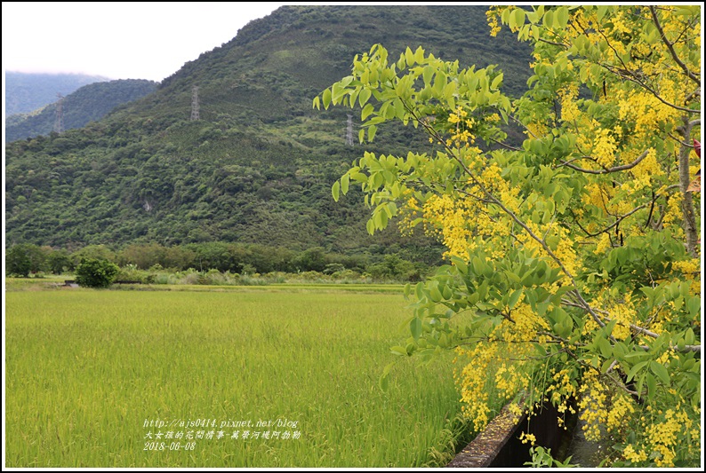 萬榮河堤阿勃勒-2018-06-02.jpg