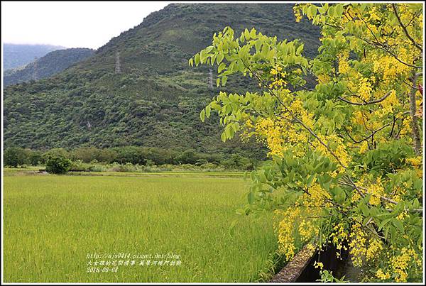 萬榮河堤阿勃勒-2018-06-02.jpg