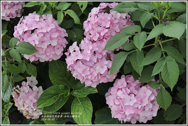 赤柯山繡球花-2018-06-41.jpg