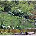 赤柯山繡球花-2018-06-44.jpg