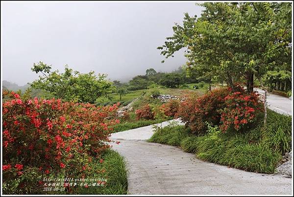 赤柯山繡球花-2018-06-45.jpg