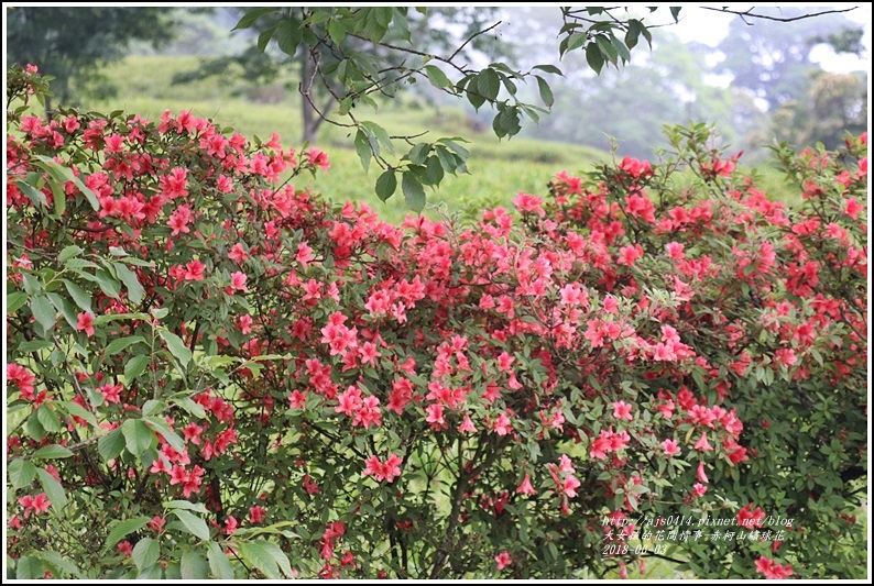 赤柯山繡球花-2018-06-47.jpg