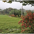 赤柯山繡球花-2018-06-48.jpg