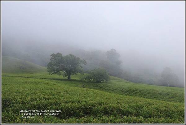 赤柯山繡球花-2018-06-50.jpg