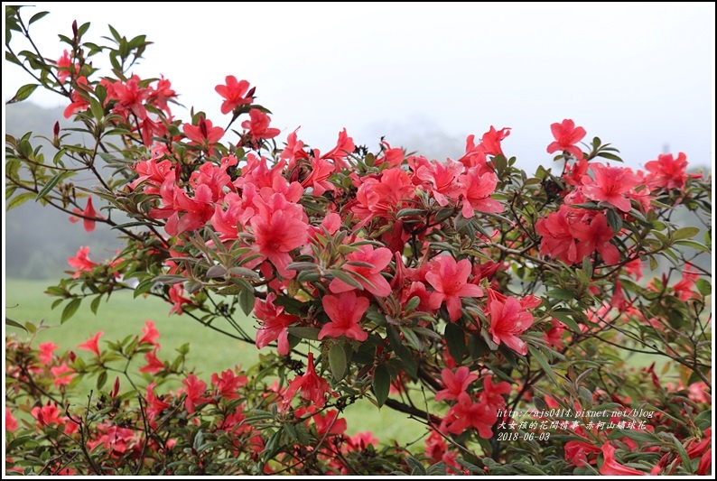 赤柯山繡球花-2018-06-49.jpg