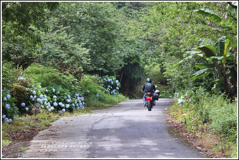 赤柯山繡球花-2018-06-52.jpg