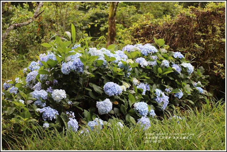 赤柯山繡球花-2018-06-53.jpg