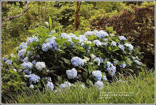 赤柯山繡球花-2018-06-53.jpg