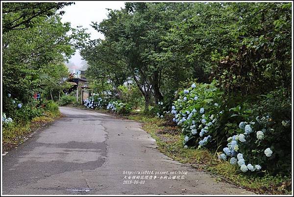 赤柯山繡球花-2018-06-54.jpg