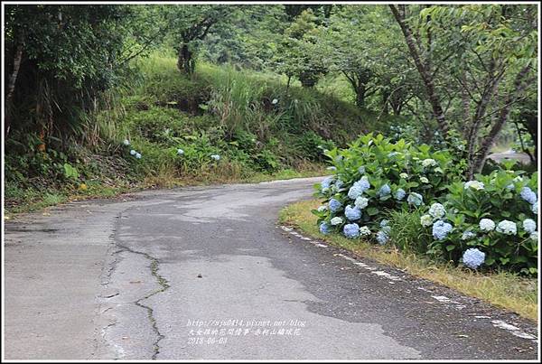 赤柯山繡球花-2018-06-55.jpg