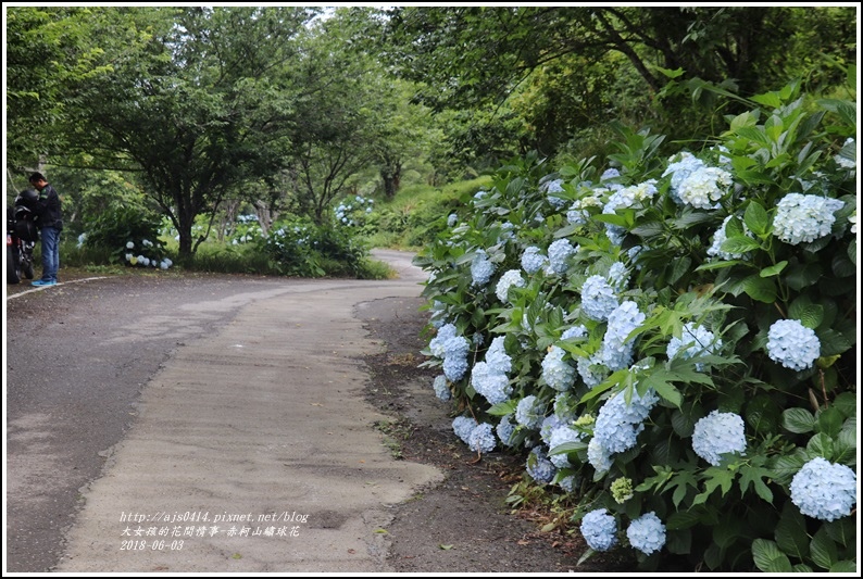 赤柯山繡球花-2018-06-56.jpg