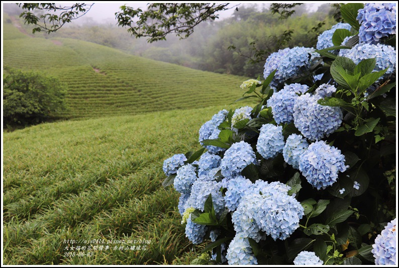 赤柯山繡球花-2018-06-57.jpg