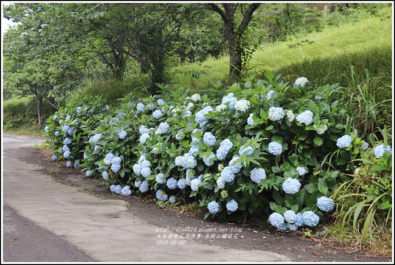 赤柯山繡球花-2018-06-59.jpg