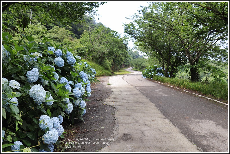 赤柯山繡球花-2018-06-60.jpg