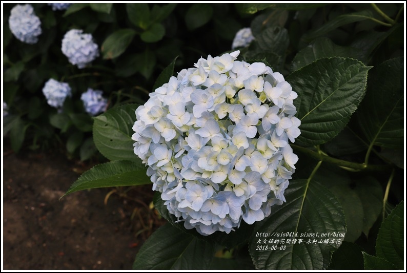 赤柯山繡球花-2018-06-61.jpg