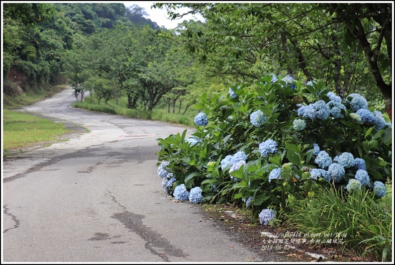 赤柯山繡球花-2018-06-62.jpg