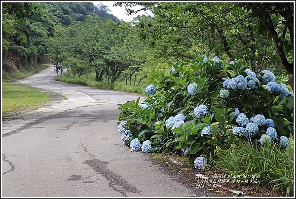 赤柯山繡球花-2018-06-62.jpg