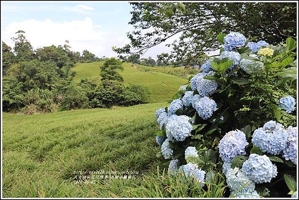 赤柯山繡球花-2018-06-63.jpg