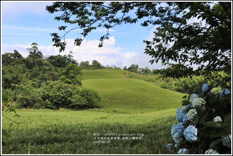 赤柯山繡球花-2018-06-65.jpg