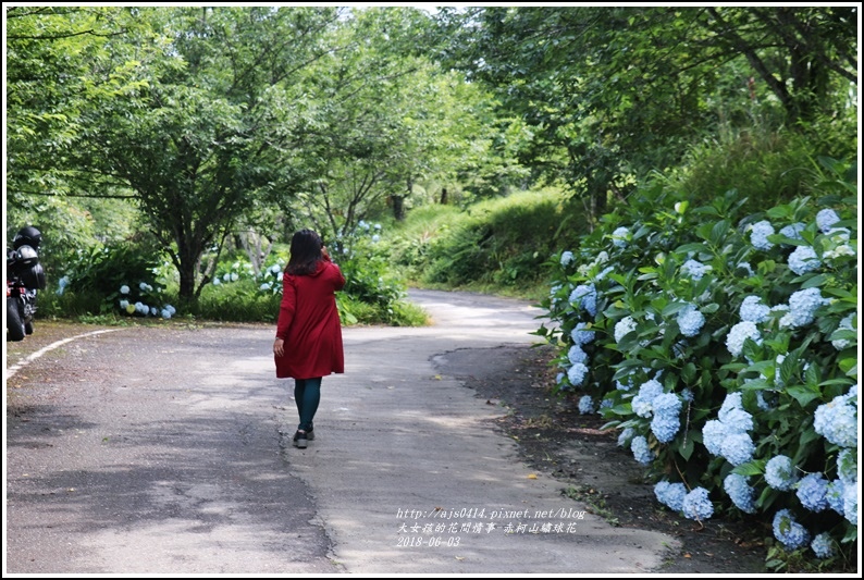 赤柯山繡球花-2018-06-68.jpg