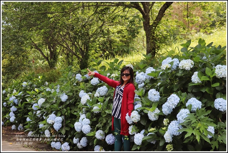 赤柯山繡球花-2018-06-70.jpg