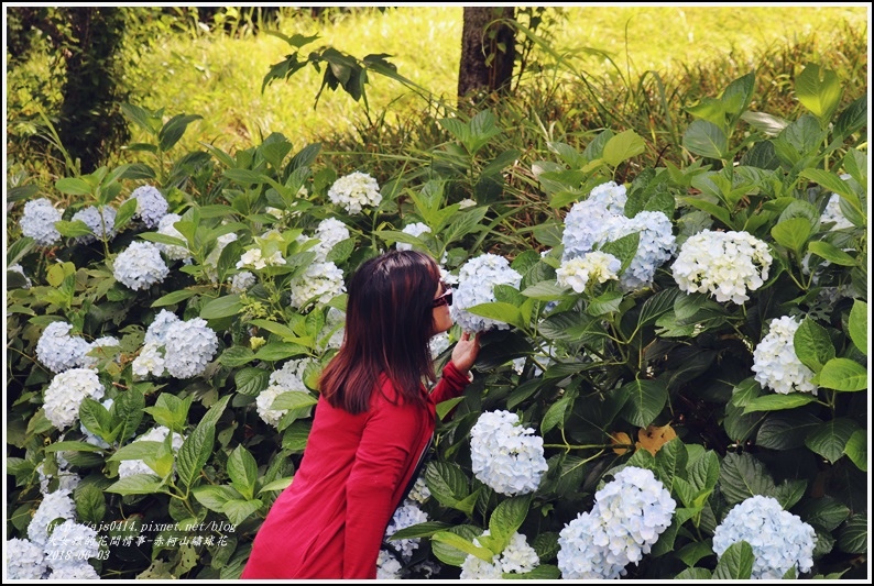 赤柯山繡球花-2018-06-71.jpg